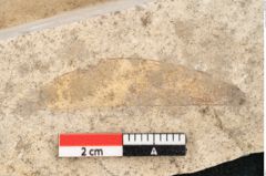 Foto (Detailansicht) von Pinus holothana Unger (NHMW-GEO-2024-0188-8083)